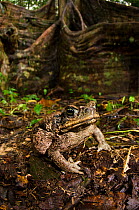Cane toad (Rhinella marina) Yasuni National Park, Amazon Rainforest, Ecuador, South America.