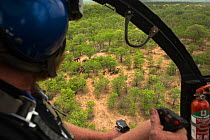 Helicopter pilot flying over Elephant (Loxodonta africana) herd. The Elephants were about to be darted for relocation to the reserve they had escaped from. Zimbabwe, November 2013.