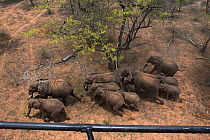 Aerial view from helicopter of Elephant (Loxodonta africana) herd. The Elephants were about to be darted for relocation to the reserve they had escaped from. Zimbabwe, November 2013.