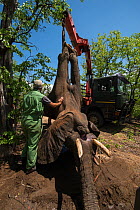 People using crane to load tranquilized Elephant (Loxodonta africana) onto truck.  The Elephants had been darted from a helicopter in order to be returned to the reserve they had escaped from. Zimbabw...