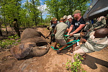 People attaching tranquilized Elephant (Loxodonta africana) to crane to lift it onto truck for relocation. The Elephants had been darted from a helicopter in order to be returned to the reserve they h...