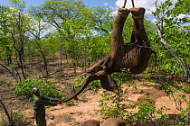 People using crane to load tranquilized Elephant (Loxodonta africana) onto truck. The Elephants had been darted from a helicopter in order to be returned to the reserve they had escaped from. Zimbabwe...