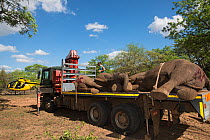 Tranquilized Elephants (Loxodonta africana) on truck. The Elephants had been darted from a helicopter in order to be returned to the reserve they had escaped from. Zimbabwe, November 2013.