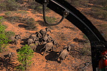 Aerial view from helicopter of Elephant (Loxodonta africana) herd. The Elephants were about to be darted for relocation to the reserve they had escaped from. Zimbabwe, November 2013.