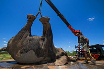 Team of people using crane to unload tranquillised Elephant (Loxodonta africana). The Elephants had been darted from a helicopter in order to be returned to the reserve they had escaped from. Zimbabwe...