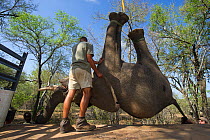 People using crane to lift tranquillised Elephant (Loxodonta africana) onto truck. The Elephants had been darted from a helicopter in order to be returned to the reserve they had escaped from. Zimbabw...
