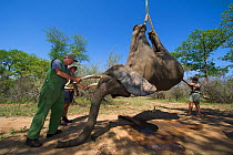 People using crane to lift tranquillised Elephant (Loxodonta africana). The Elephants had been darted from a helicopter in order to be returned to the reserve they had escaped from. Zimbabwe, November...