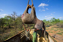 People loading tranquillised Elephant (Loxodonta africana) into transport crate. The Elephants had been darted from a helicopter in order to be returned to the reserve they had escaped from. Zimbabwe,...
