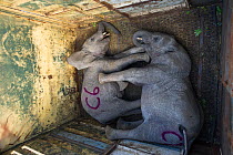 Young tranquillised Elephants (Loxodonta africana) in transport crate. The Elephants had been darted from a helicopter in order to be returned to the reserve they had escaped from. Zimbabwe, November...