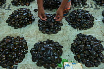 Shellfish for sale, Suva Seafood Market, Viti Levu, Fiji, South Pacific, April 2014.