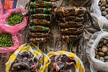 Live Mud crabs (Scylla sp) and other seafood for sale, Suva Seafood Market, Viti Levu, Fiji, South Pacific, April 2014.