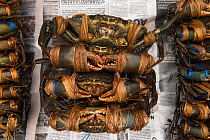 Live Mud crabs (Scylla sp) for sale, Suva Seafood Market, Viti Levu, Fiji, South Pacific, April 2014.
