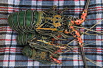 Painted spiny lobsters (Panulirus versicolor) for sale, Suva Seafood Market, Viti Levu, Fiji, South Pacific, April 2014.