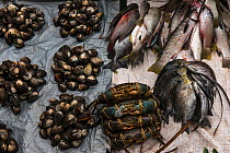 Reef fish, crabs and shellfish for sale, Suva Seafood Market, Viti Levu, Fiji, South Pacific, April 2014.