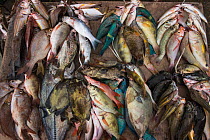 Mixed reef fish for sale, Suva Seafood Market, Viti Levu, Fiji, South Pacific, April 2014.