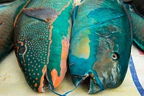 Parrotfish (Scaridae) for sale, Suva Seafood Market, Viti Levu, Fiji, South Pacific, April 2014.