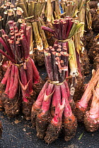Taro (Colocasia esculenta) for sale, Suva Market, Viti Levu, Fiji, South Pacific, April 2014.