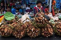 Taro (Colocasia esculenta) for sale, Suva Market, Viti Levu, Fiji, South Pacific, April 2014.