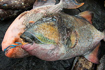 Triggerfish (Balistidae) for sale, Suva Seafood Market, Viti Levu, Fiji, South Pacific, April 2014.