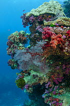 Diverse coral reef including soft corals and Sea fans (Alcyonacea), Fiji, South Pacific.