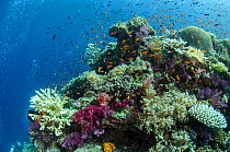 Mixed shoal of fish over diverse coral reef, Fiji, South Pacific.