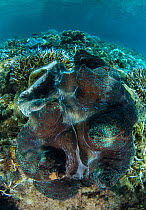 Giant clam (Tridacna gigas) open, showing mantle. Fiji, South Pacific.