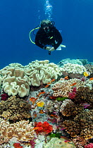 Diver and fish over Leather coral (Alcyonacea) reef, Fiji, South Pacific, July 2014.