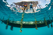 Pearl farming lines underwater, J Hunter Pearl Farm, Savusavu island, Fiji, South Pacific, April 2014. Fiji is known for producing 'black' pearls.