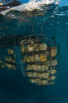 Pearl farming racks underwater, J Hunter Pearl Farm, Savusavu island, Fiji, South Pacific, April 2014. Fiji is known for producing 'black' pearls.