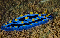 Sky blue Phyllidia Dorid nudibranch (Phyllidia coelestis) Coral reef, Fiji, South Pacific.