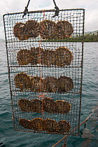 Pearl farming rack, J Hunter Pearl Farm, Savusavu island, Fiji, South Pacific, April 2014. Fiji is known for producing 'black' pearls.