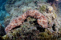 Blackspotted sea cucumber (Bohadschia graeffei) on coral reef, Fiji, South Pacific.