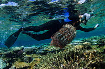 Diver Marlen Zigler controlling population of Crown-of-thorns sea stars (Acanthaster planci) as this species can be very damaging to coral reefs. Koro Island, Fiji, South Pacific, April 2014.