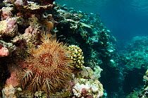 Crown-of-thorns sea star (Acanthaster planci) on coral reef. Koro Island, Fiji, South Pacific.