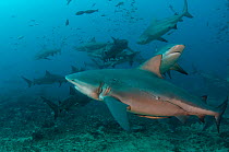 Bull sharks (Carcharhinus leucas) in Beqa (Benga) Lagoon, a reserve where sharks are fed as part of a commercial diving operation. Viti Levu, Fiji, South Pacific.