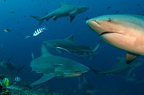 Bull sharks (Carcharhinus leucas) in Beqa (Benga) Lagoon, a reserve where sharks are fed as part of a commercial diving operation. Viti Levu, Fiji, South Pacific.