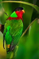 Collared lory (Phigys solitarius) Fiji, South Pacific. Captive, endemic to Fiji.