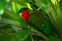 Collared lory (Phigys solitarius) Fiji, South Pacific. Captive, endemic to Fiji.