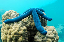 Blue sea star (Linckia laevigata) on coral. Fiji, South Pacific.
