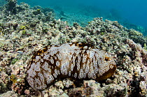 Sea cucumber (Bohadschia sp) Rainbow Reef, Fiji, South Pacific.