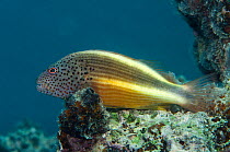 Freckled hawkfish (Paracirrhites forsteri) Rainbow Reef, Fiji, South Pacific.