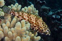 Honeycomb grouper (Epinephelus merra) Rainbow Reef, Fiji, South Pacific.