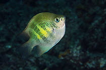 Staghorn damsel (Amblyglyphidodon curacao) Rainbow Reef, Fiji, South Pacific.