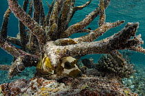 Blackspotted puffer (Arothron nigropunctatus) amongst coral, Rainbow Reef, Fiji, South Pacific.