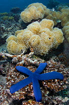 Blue sea star (Linckia laevigata) on coral reef, Fiji, South Pacific.