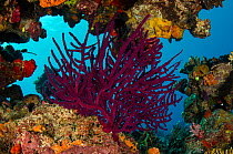 Gorgonian soft coral (Alcyonacea) Rainbow Reef, Fiji, South Pacific.