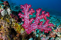 Soft coral (Dendronephthya sp) Rainbow Reef, Fiji, South Pacific.