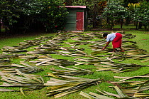 Woman drying Pandanus palm leaves (Pandanus sp) to make mats. Bouma National Park, Fiji, South Pacific, July 2014.