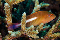 Arc-eye hawkfish (Paracirrhites arcatus) Rainbow Reef, Fiji, South Pacific.