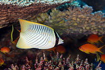 Chevroned butterflyfish (Chaetodon trifascialis) Rainbow Reef, Fiji, South Pacific.